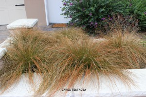 Carex testacea